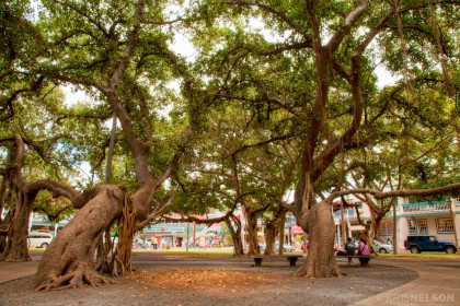 Lahaina Banyan Tree: Original