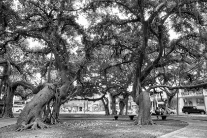 Lahaina Banyan Tree: B+W