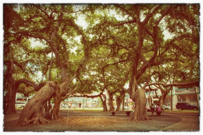 Lahaina Banyan Tree: Vintage