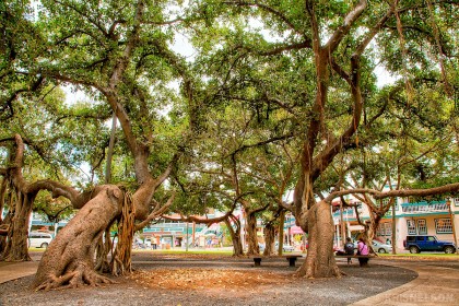 Lahaina Banyan Tree: Sharp