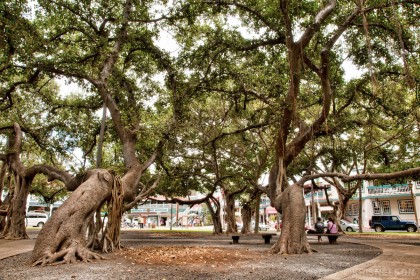 Lahaina Banyan Tree: Grunge